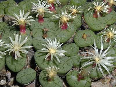Kaktusi i sukulenti Conophytum_31-10-01_m