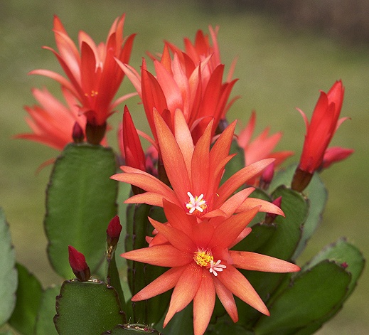 schlumbergera 06_-_Rhipsalidopsis_gaertneri_Osterkaktus