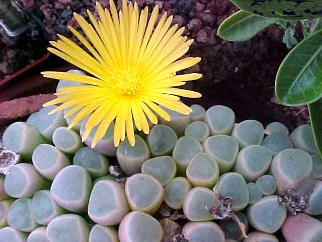 Encore cette année... semis de succulentes! Phoca_thumb_l_fenestraria_aurantiaca