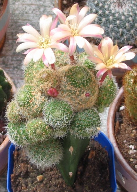 Fotografije kaktusa i sukulenata Blooming-cacti1