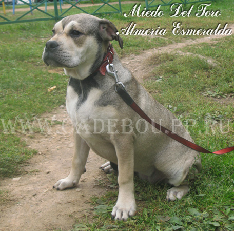 Dogue de Majorque ou Ca de Bou Ca-de-bou-alka-5_5m