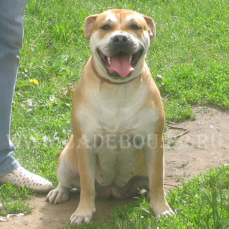 Dogue de Majorque ou Ca de Bou Ca-de-bou-andorina