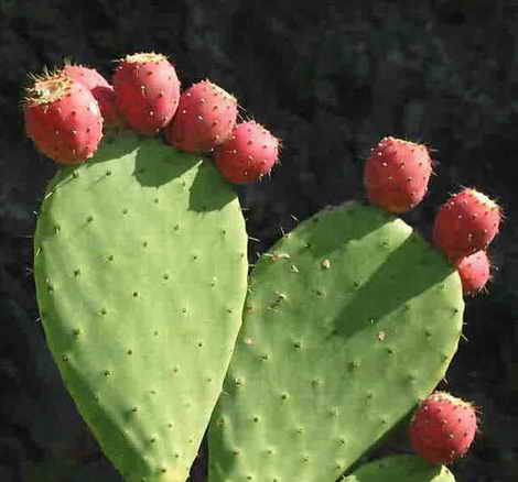 Nopales para tortugas 78Opuntia_ficus-indica