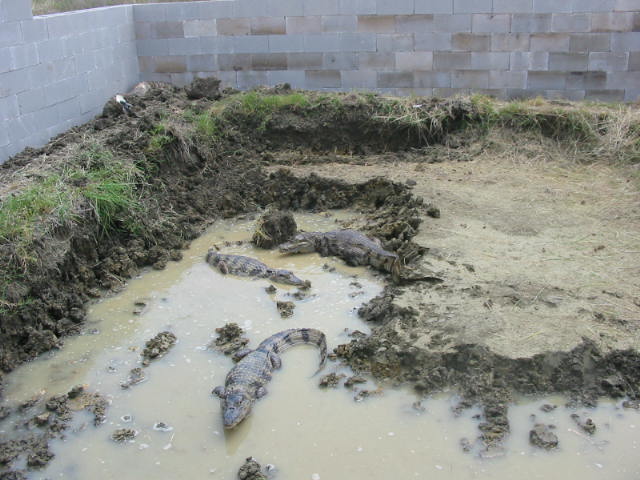 Croc Pond - part deux 2_justaddwater1