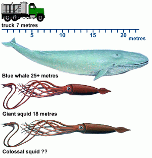 .::Calamar Colosal::. Diagram