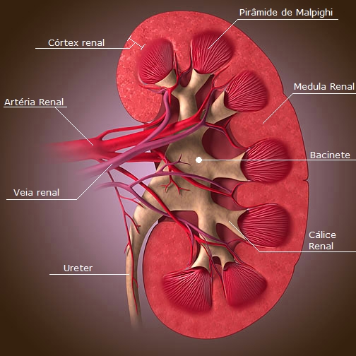 Cálculo Renal Rim_estrutura