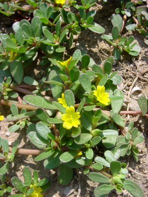 Living Off the Land: 52 Highly Nutritious, Wild-Growing Plants You Can Eat Purslane4