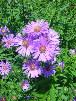 ابجد الزهور Aster_sp