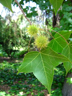 TỨ TUYỆT HOA  - Page 3 Liquidambar_formosana