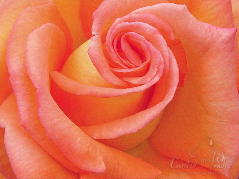 ورود Rose-center-01