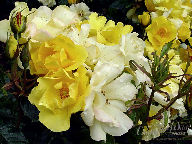  قصه حقيقيه وعبره للحريم >>> Yellow-floribunda-roses-01