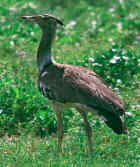 انواع الحباري بالصور KoriBustard(RW)