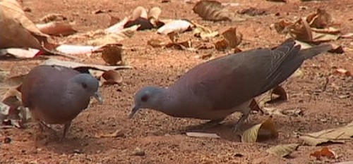 TORTORA PITTURATA (Streptopelia picturata) MadagascarTurtle-Dove(WvdS)