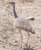  2 White-belliedBustard(AC)