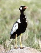 انواع الحباري بالصور WhiteQuilledBustard(PD)