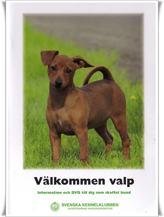 -* C A M A L I S *-  Nya resultat och foto, at page *35 - Page 8 RamPuma-valkommen-valpLjpg