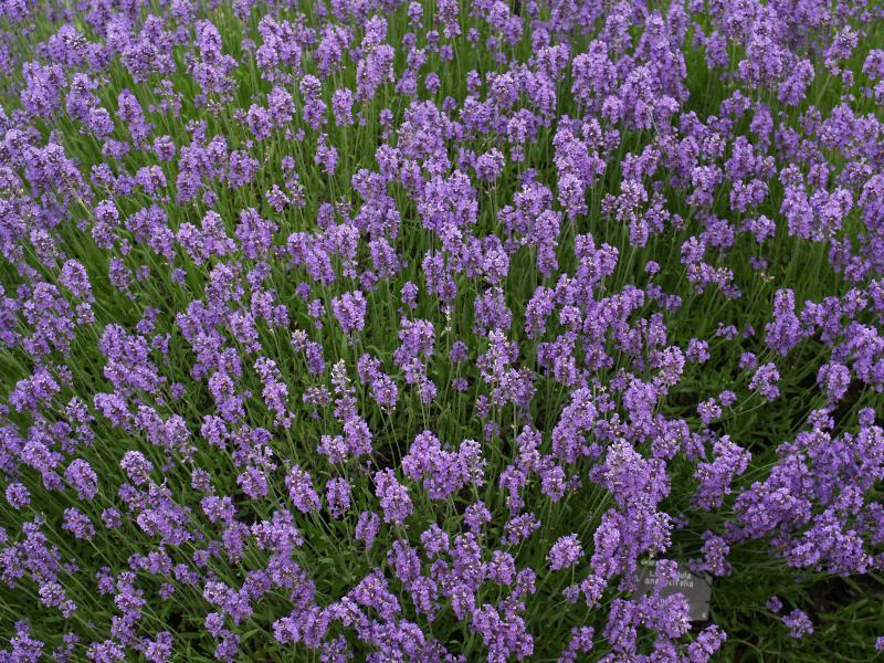 Des plantes bien jolies P70514651e