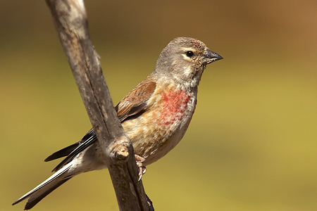 تغريد طائر قماتشو ( linotte ) Pardillo_comun_g