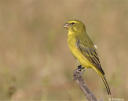 Canary Bird Green%20canary%20in%20field