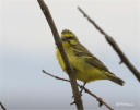 Canary Bird Green%20canary