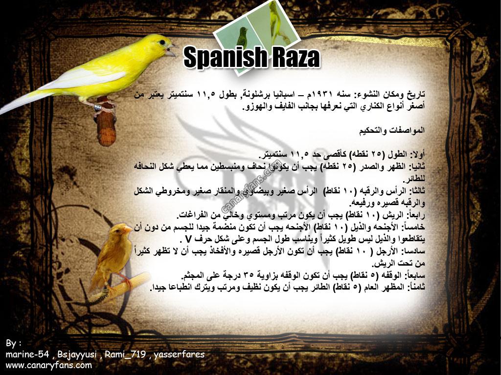 بطاقات لأنواع الكناري ولا أروع  Spanish-Raza