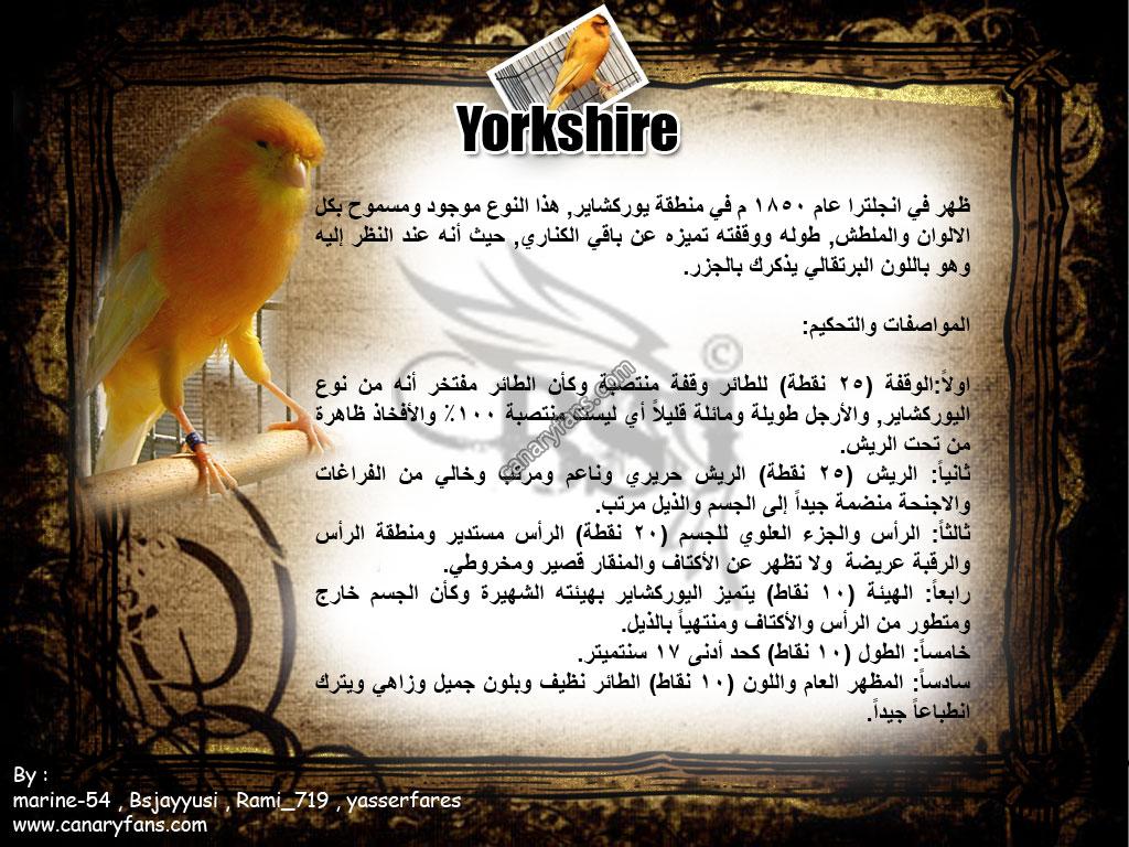 بطاقات لأنواع الكناري ولا أروع  Yorkshire