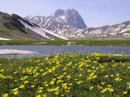 Il mondo dal punto di vista dei fiori. Ranuncoli