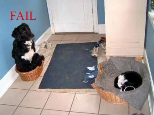 Failures Dog-fail-4