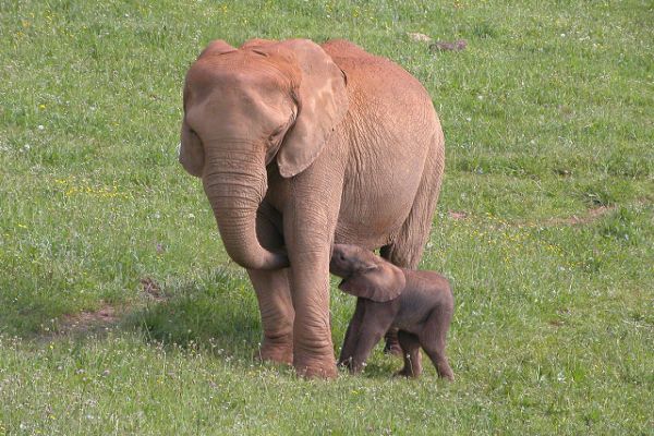 CACHORROS Y ANIMALES - Página 18 Elefantes-del-Parque-de-la-Naturaleza-de-Cabarceno