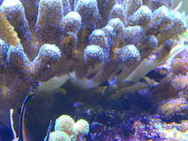 nécrose des coraux Post-986-0-65761600-1381661173