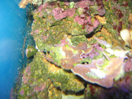 nécrose des coraux Post-986-0-96116200-1381661081