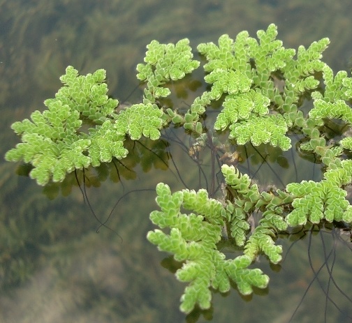 Paludarium tropical, version 2   45X45X60 - Page 2 Azolla%20filiculoides