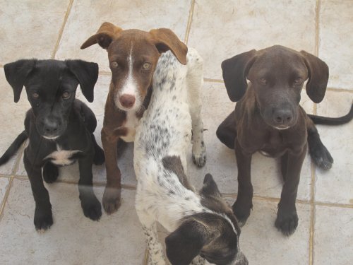 Four Podengo cross puppies found abandoned in Cape Verde Puppies