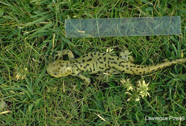 une salamandre Img0021a