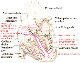 Ready to science, kids? [Pv Inscrits au cours] - Page 2 Cardiologie_coeur_schema5
