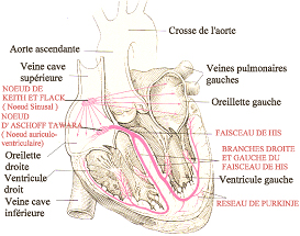 Le fonctionnement électrique du coeur Cardiologie_coeur_schema5