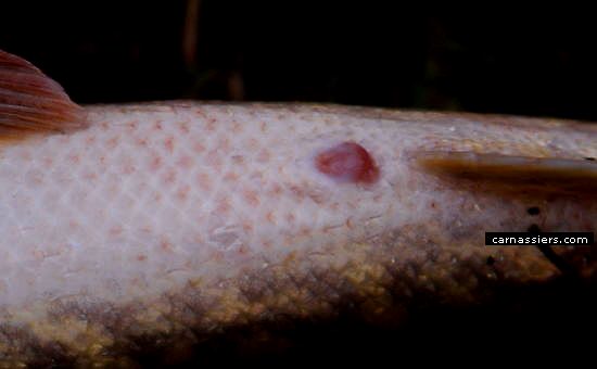 Comment differencier un brochet mâle ou femelle ? Brochet-femelle