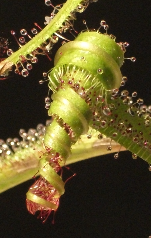 Drosera regia e as espirais da morte... D_regia_espiral_02