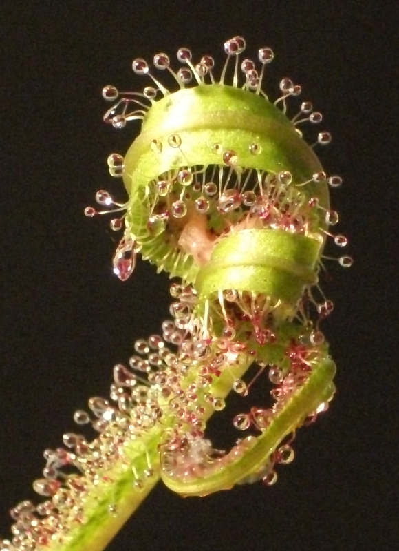 Drosera regia e as espirais da morte... D_regia_espiral_03