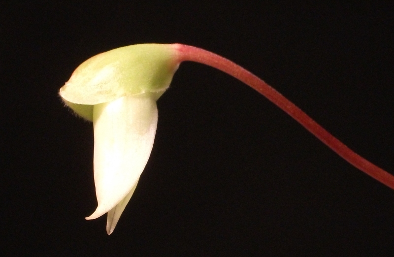 Heliamphora minor em flor Flor_h_minor_03