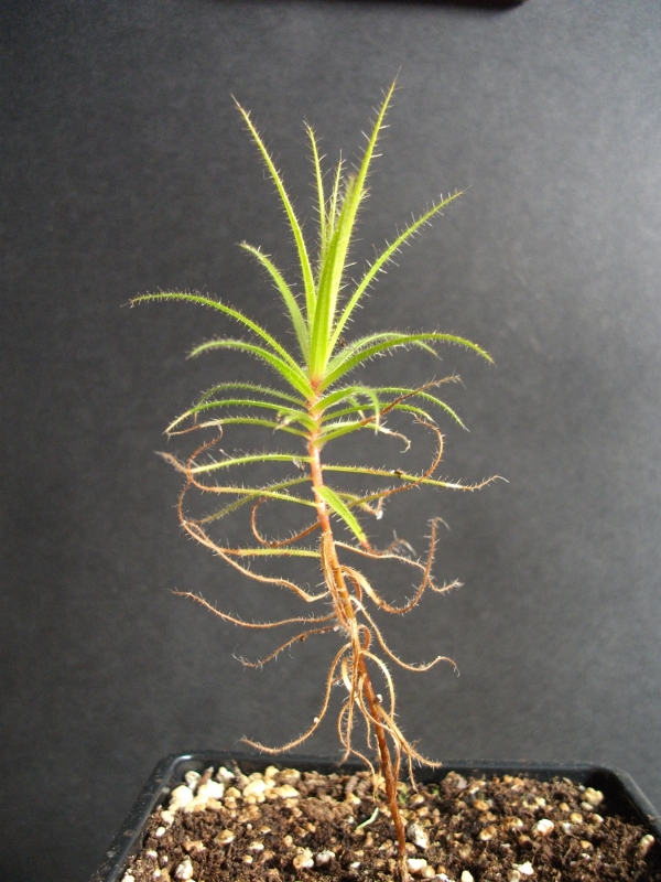 Roridula gorgonias Roridula_01