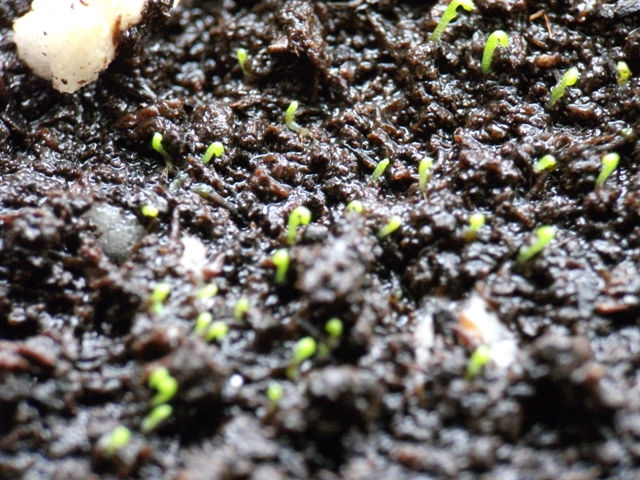 Drosera auriculata Auriculata_seedlings