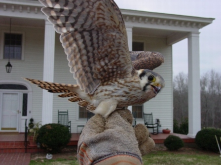 الطيــــــــــــور  - صفحة 17 Kestrel