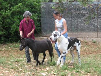 les chevaux.. - Page 38 Dogue_et_qlafoutis_019_(2)_juin_2007_350x0