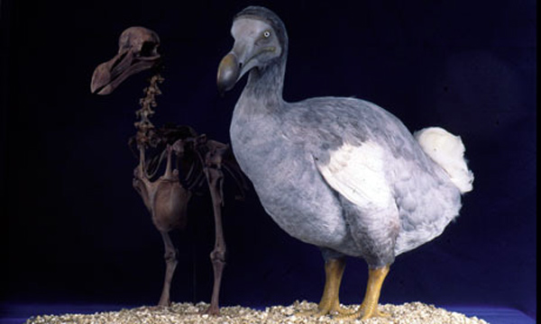 Dodo, el misterioso pájaro Dodo2