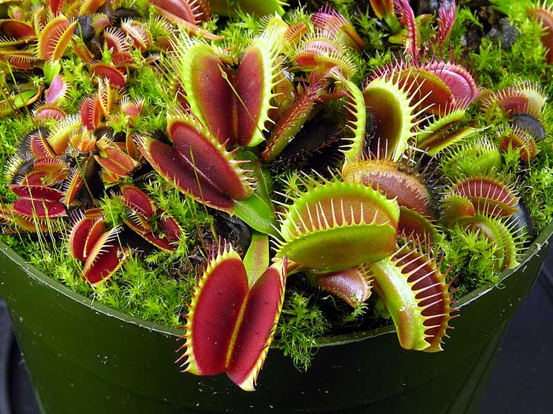 Plante carnivore: Dionaea muscipula ( gobe mouche ) Bigmouth