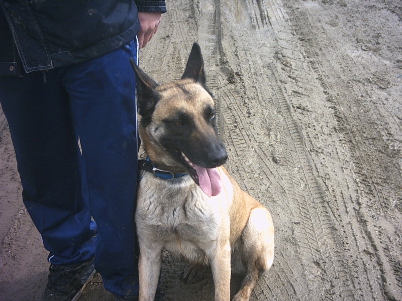 65  Urgent Berger Belge - Malinois Femelle de 8ans 06072603035373949