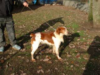 28   MAX - Epagneul - Male - 5 ans - 06073012591176222