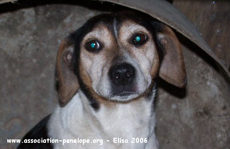 ELISA petite BEAGLE 9 ANS - d'un taudis - 06073103085576765