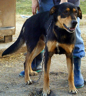 M)    BAMAKO mâle XBEAUCERON     5 ans 06080211325478334